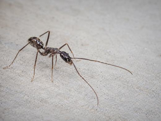 A crazy ant with the very long antennae and long legs typical of the species, walking on concrete