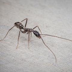 A crazy ant with the very long antennae and long legs typical of the species, walking on concrete