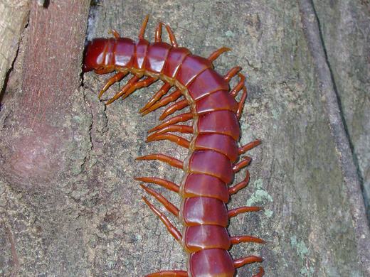 A large tropical centipede on timber, its dark segmented body carrying one pair of orange legs per segment