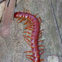 A large tropical centipede on timber, its dark segmented body carrying one pair of orange legs per segment