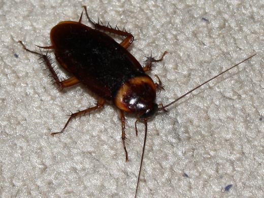 An American cockroach, Periplaneta americana, on a pale carpet, showing its long antennae and reddish-brown body