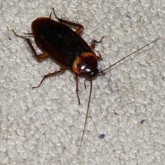 An American cockroach, Periplaneta americana, on a pale carpet, showing its long antennae and reddish-brown body