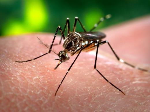 An Aedes aegypti mosquito feeding on human skin, showing the banded legs and marked thorax of the species