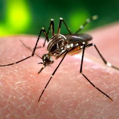 An Aedes aegypti mosquito feeding on human skin, showing the banded legs and marked thorax of the species