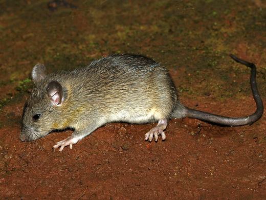A black rat, Rattus rattus, on bare ground, showing the large ears, pointed snout and long tail that distinguish it from the brown rat