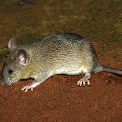 A black rat, Rattus rattus, on bare ground, showing the large ears, pointed snout and long tail that distinguish it from the brown rat