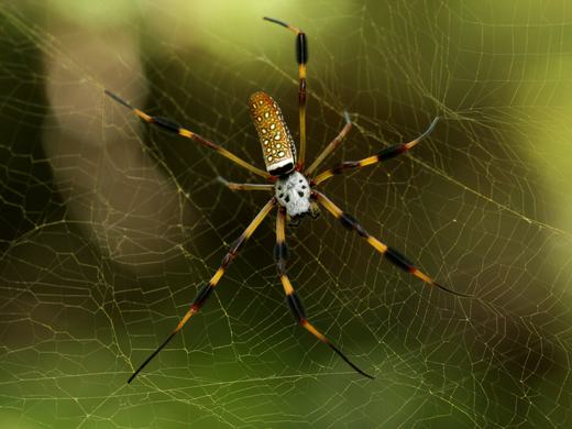 A female golden silk orb-weaver hanging at the centre of her golden web, with dark hair tufts on her legs