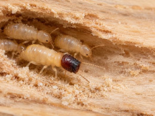 A drywood termite soldier with its dark, abruptly squared-off head, alongside pale workers in a gallery inside timber