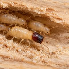 A drywood termite soldier with its dark, abruptly squared-off head, alongside pale workers in a gallery inside timber