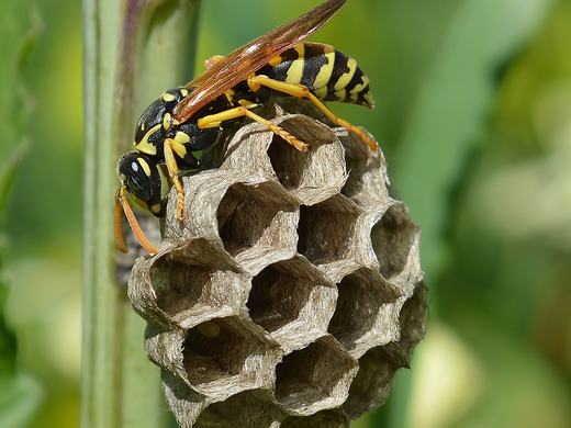 A paper wasp on its open comb nest, showing the exposed hexagonal cells and the absence of any outer paper envelope